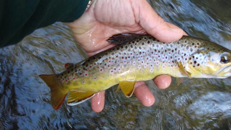 Last fish of the day.JPG